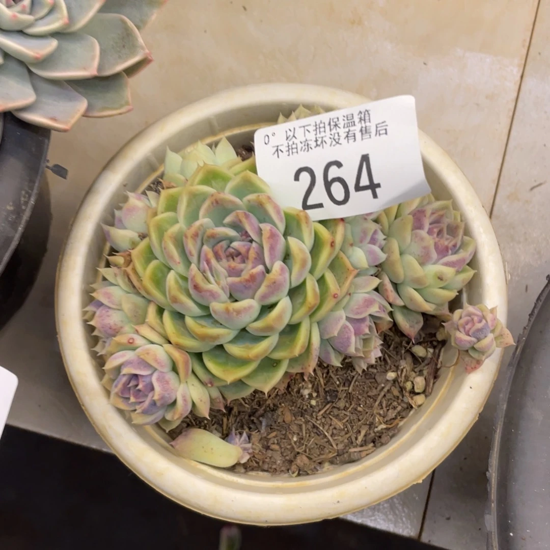 黑大帅多肉264不知名