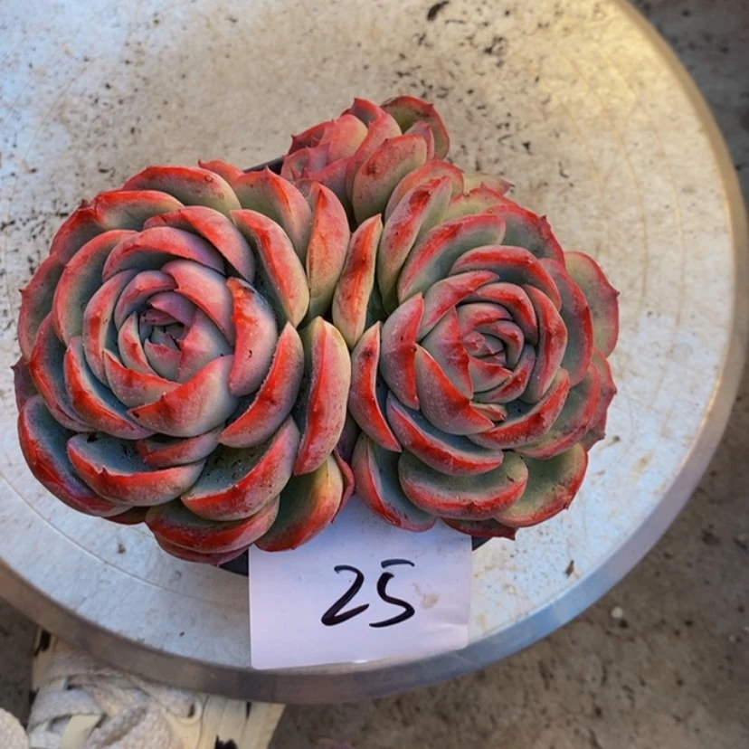 【闪购商品】就***啊多肉植物