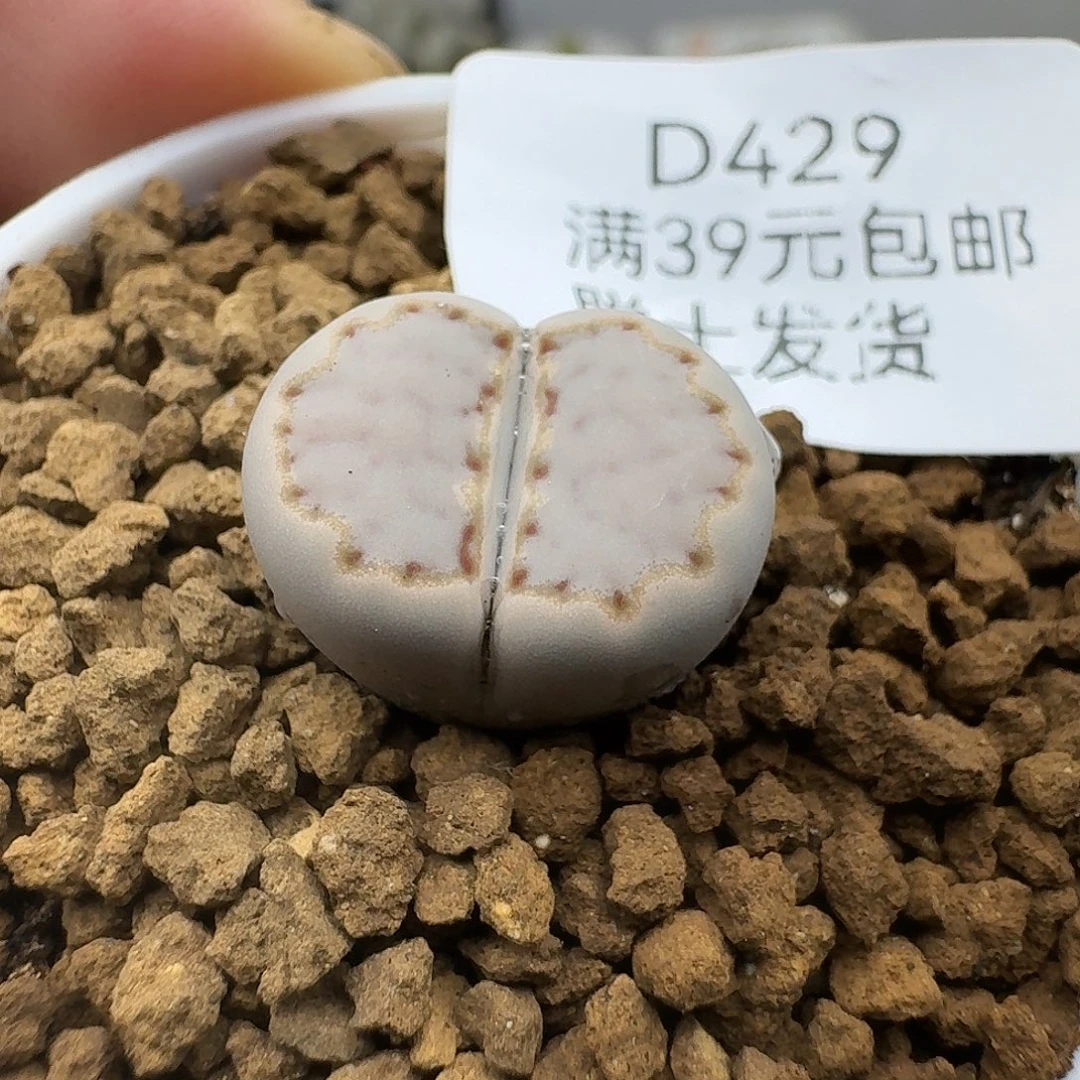 429多肉哈哈哈哈哈哈哈