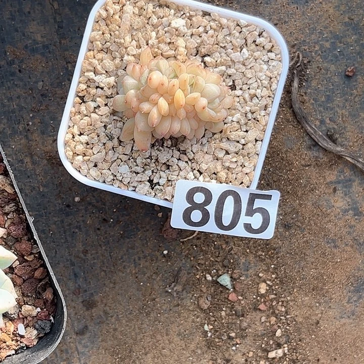 ?**?多肉植物一物一拍