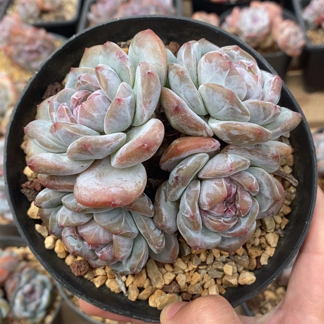 四头绿底紫心大包子