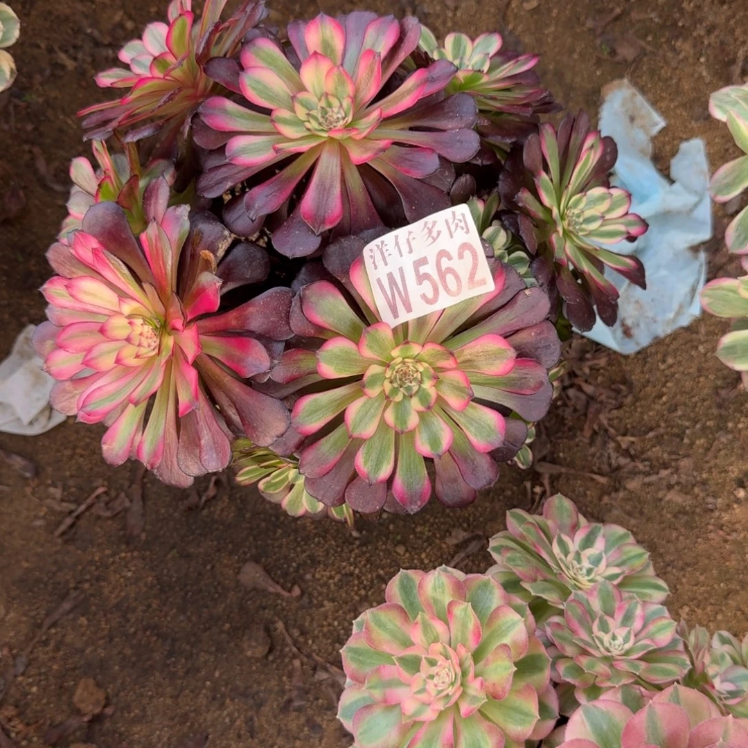 562美姬官服22左右2