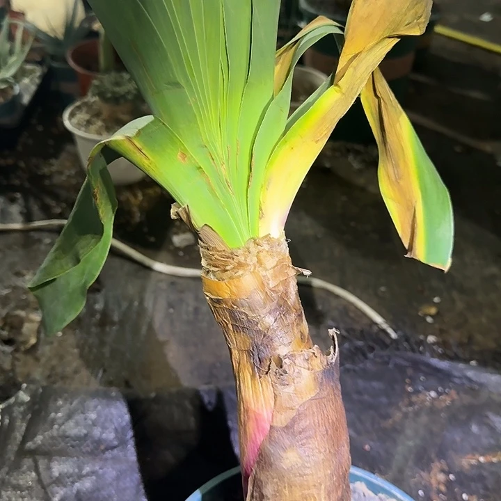 巨风多肉植物多肉植物无壳