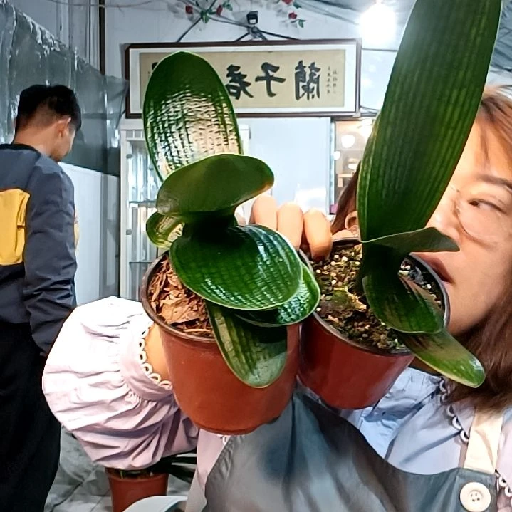 宝爷福利花两颗35