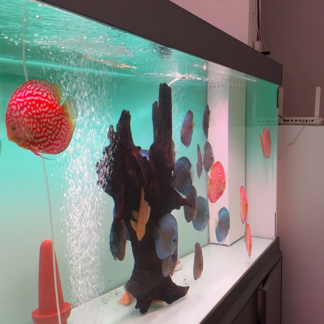 ****阳海水迷彩福鸽子 七彩神仙鱼