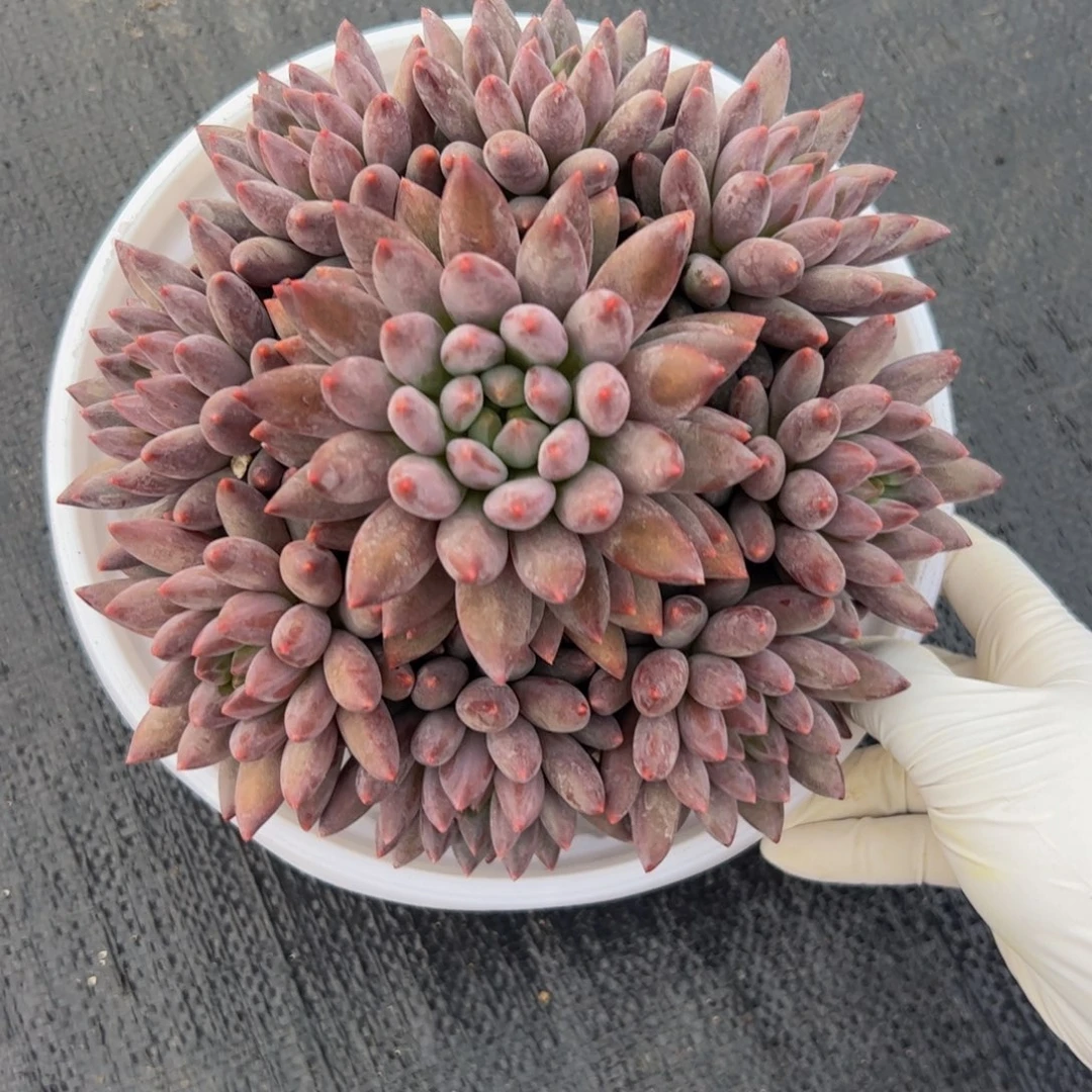紫体红蜻蜓多肉植物