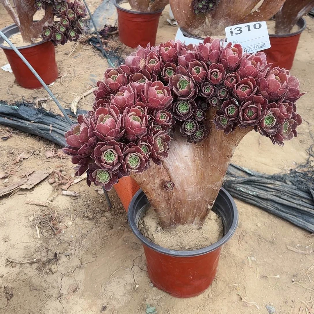 红****莓310玫瑰朵朵缀多肉植物