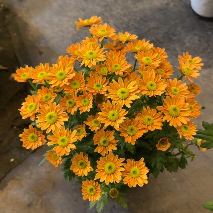 新品橙色小菊盆栽