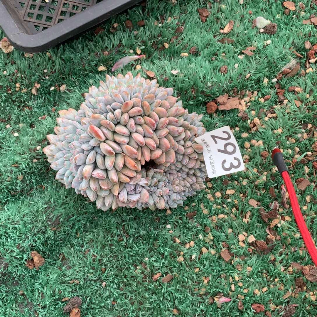 村****293橙子缀化多肉植物