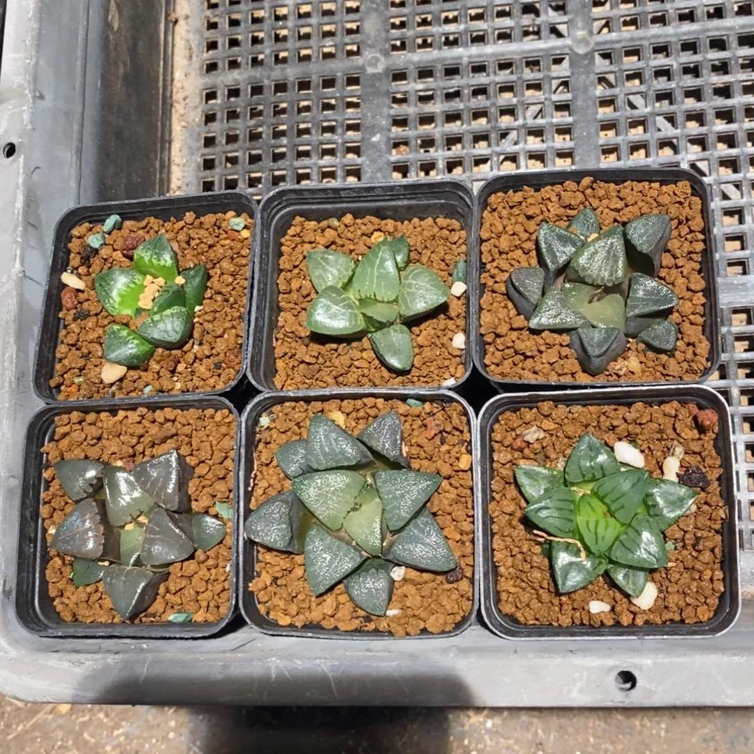340 六棵一起 点赞福利