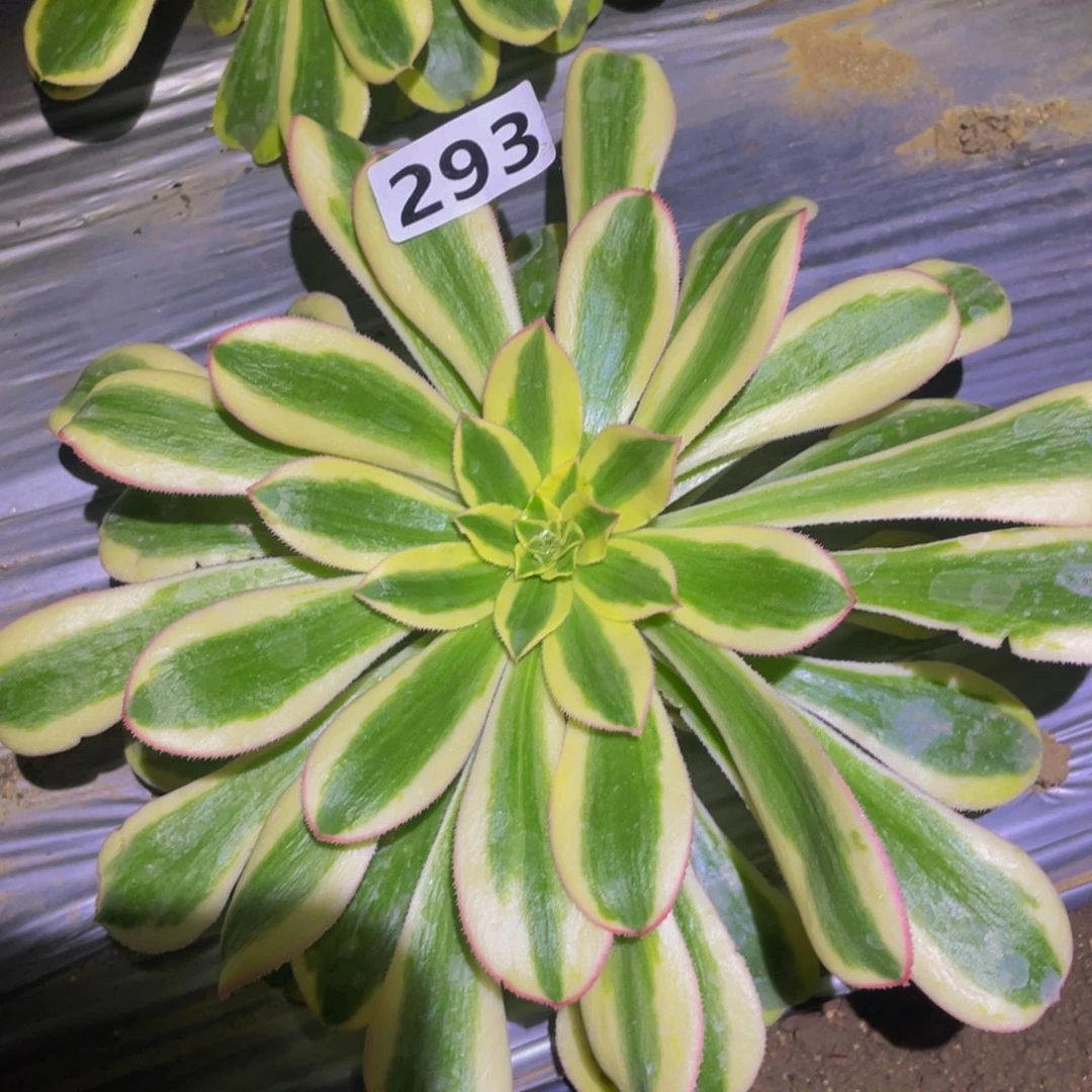 白兰地多肉植物293