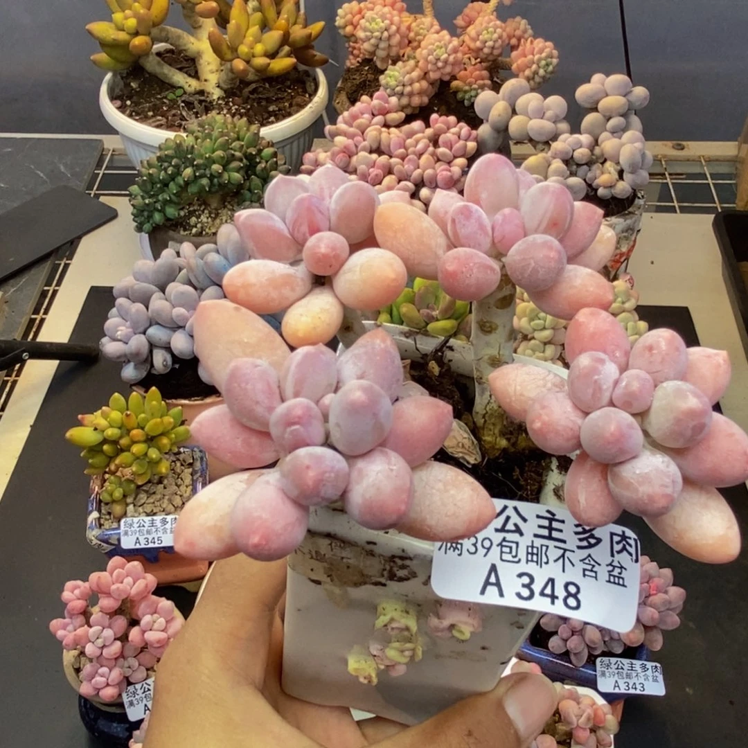 348香水手指奶多肉7cm