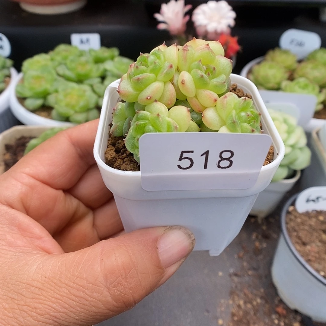 一物一拍一物一拍926-518