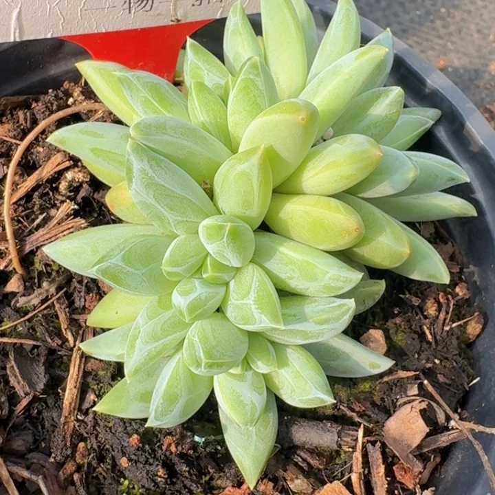 美人208多肉植物一物一拍