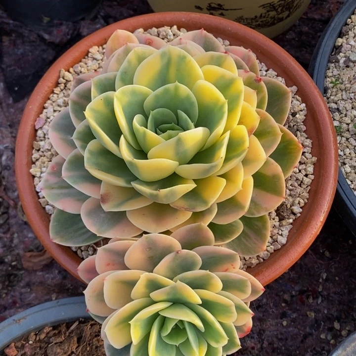 完美星纳塔锦2 号