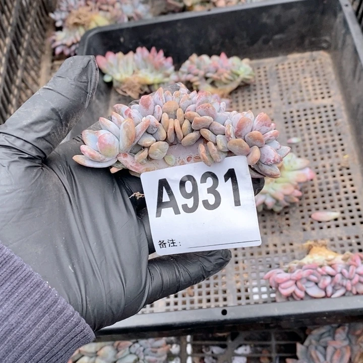 大****931 粉兔缀哇哇哇呀