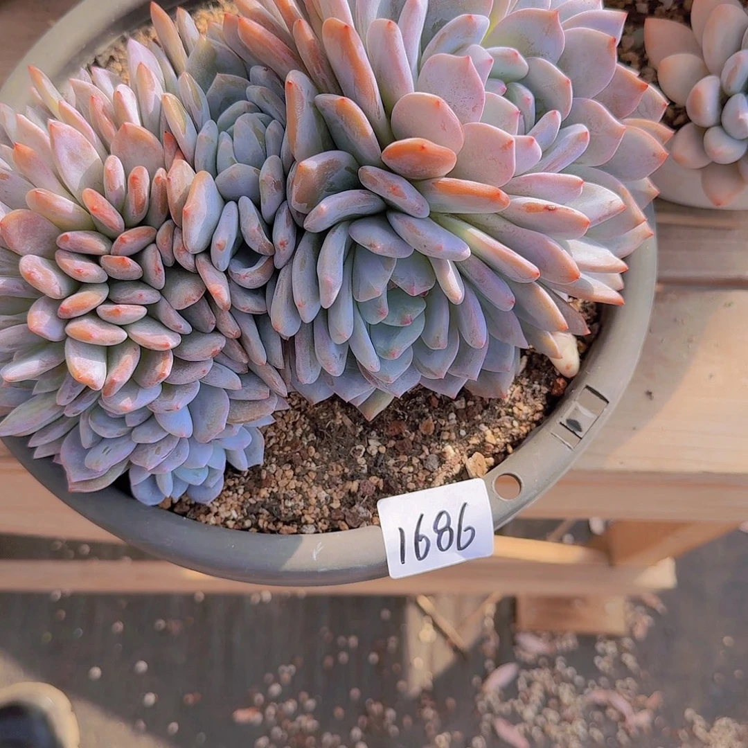 ～***。1686橙子缀多肉植物