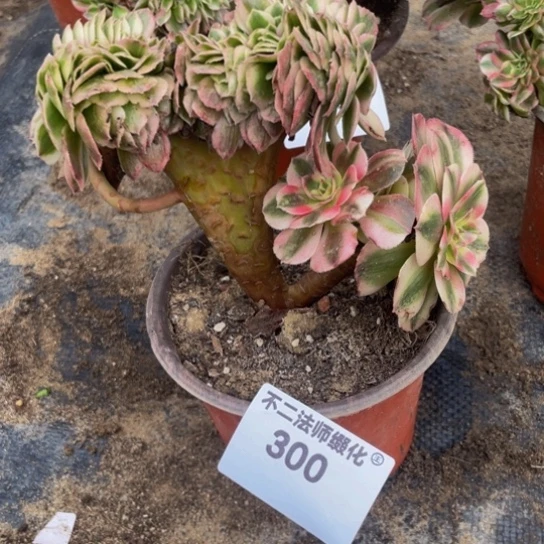 300，凑单不包邮倾城缀