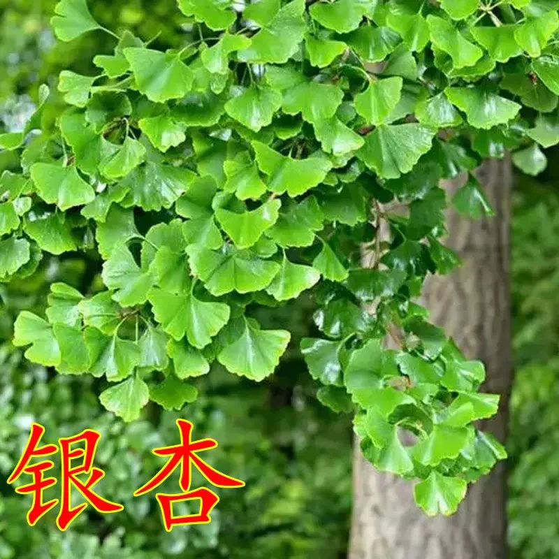 银杏树庭院绿化美化耐寒南方北方可种