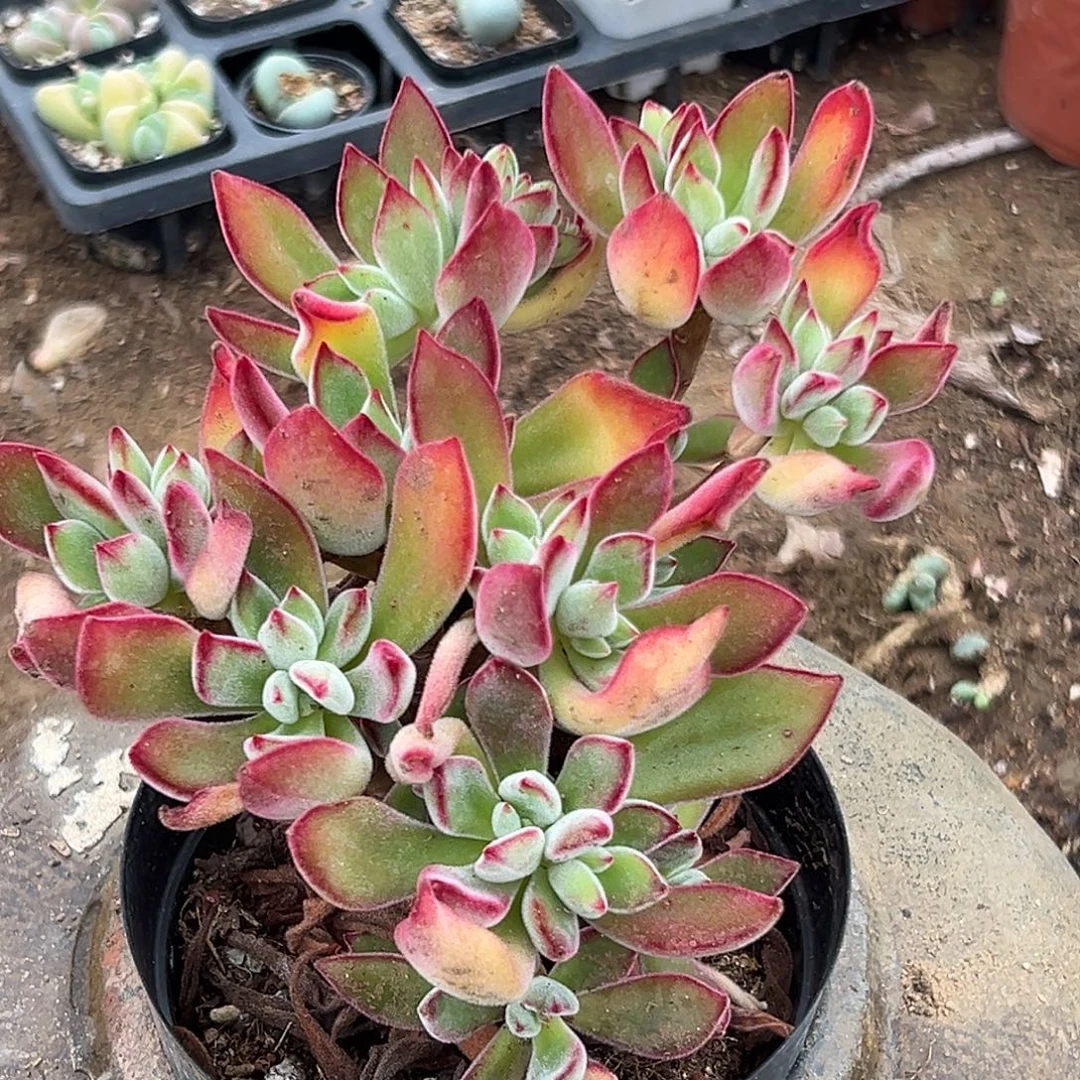 多肉植物锦晃星群