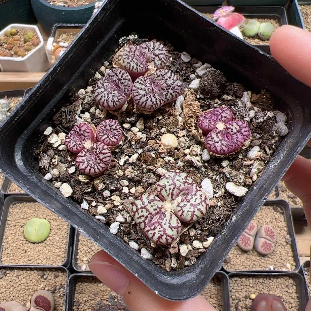 【闪购商品】72 清盒