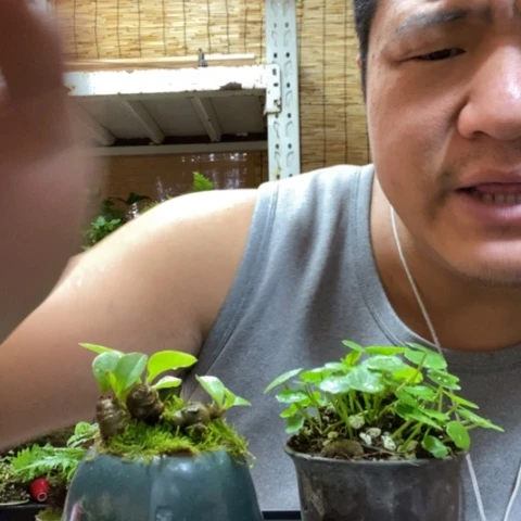 红陶一物一拍所见即所得72