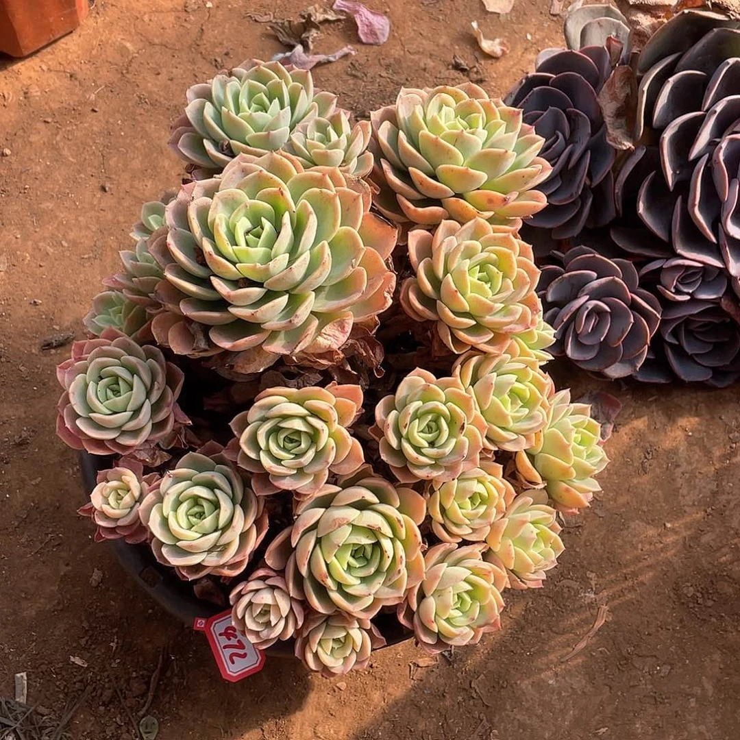 472哈密瓜 一物一拍多肉