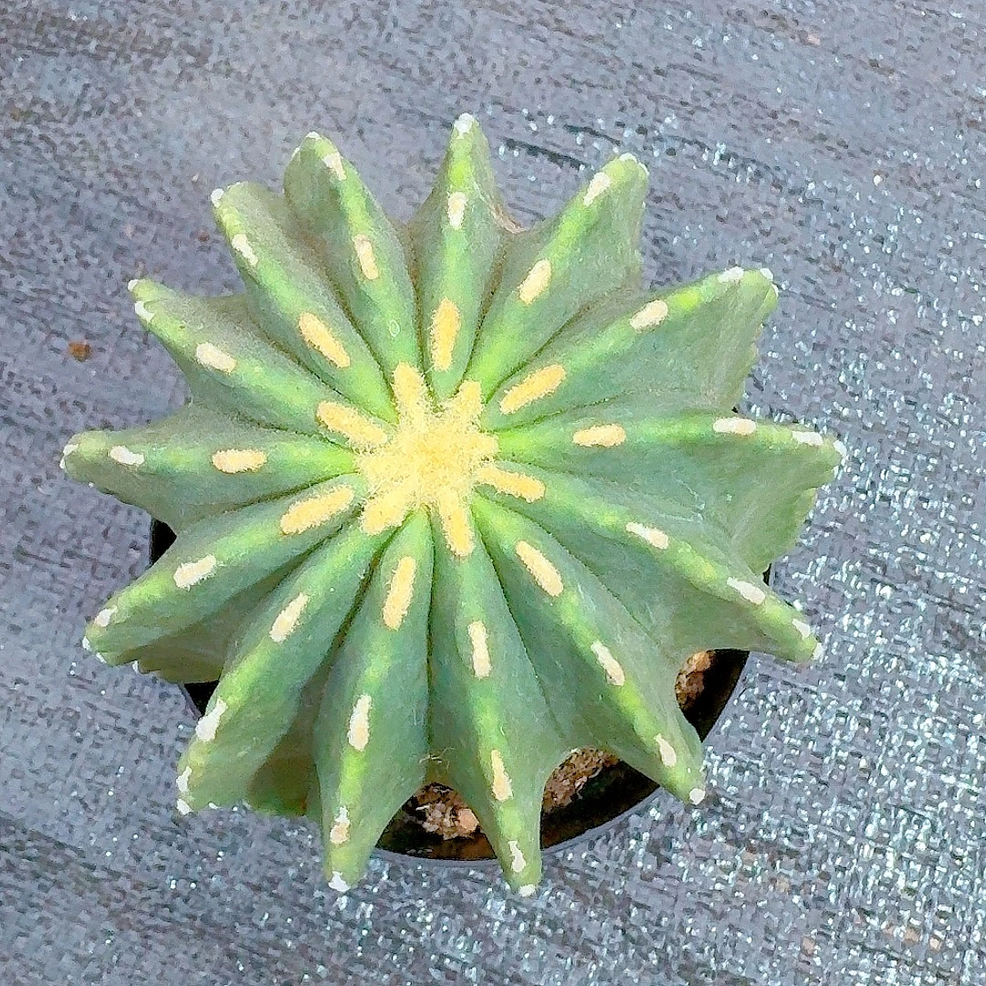 【无刺王冠龙】仙人球盆栽好养耐旱美观办公花卉绿植净化空气吸甲醛