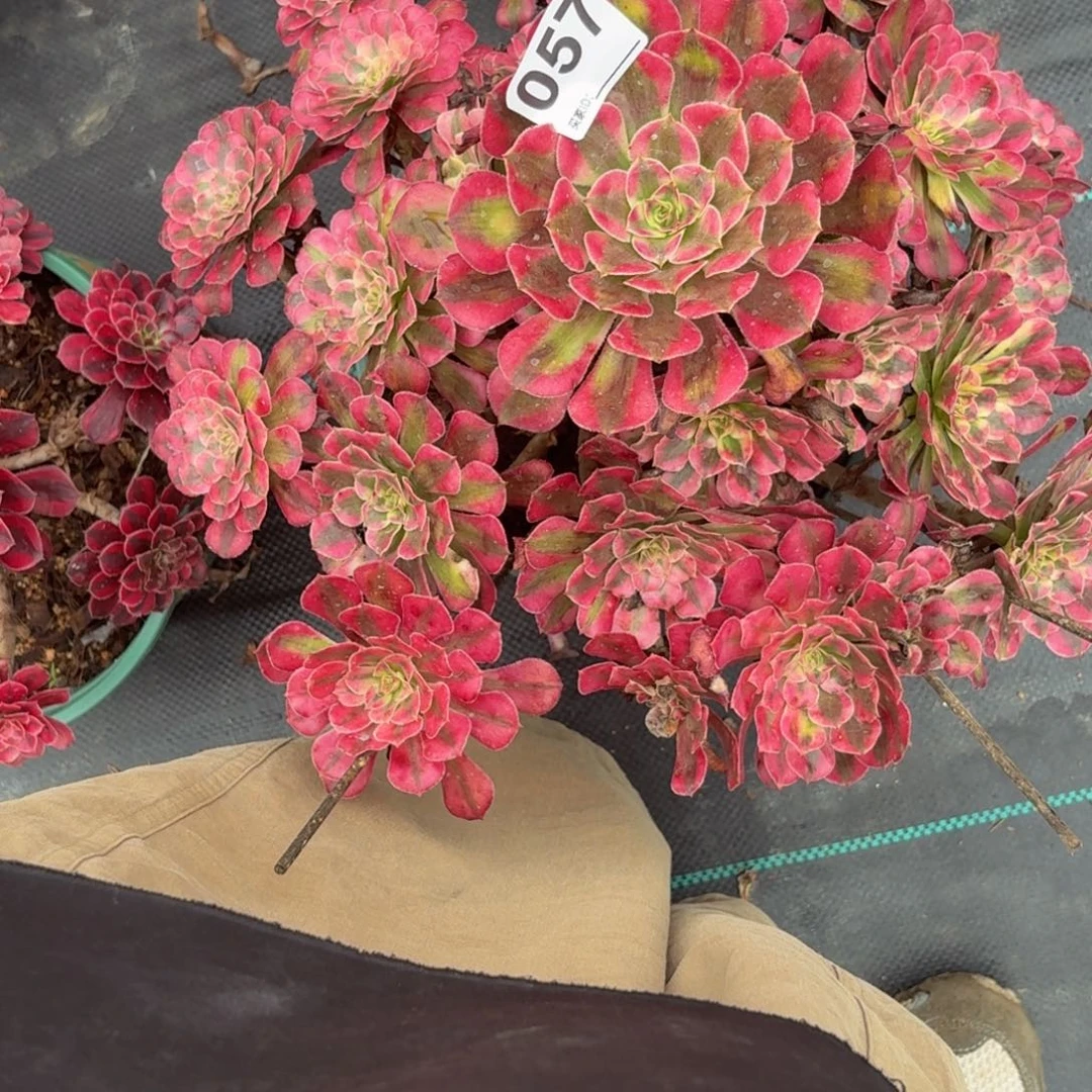 057红白多肉植物发货