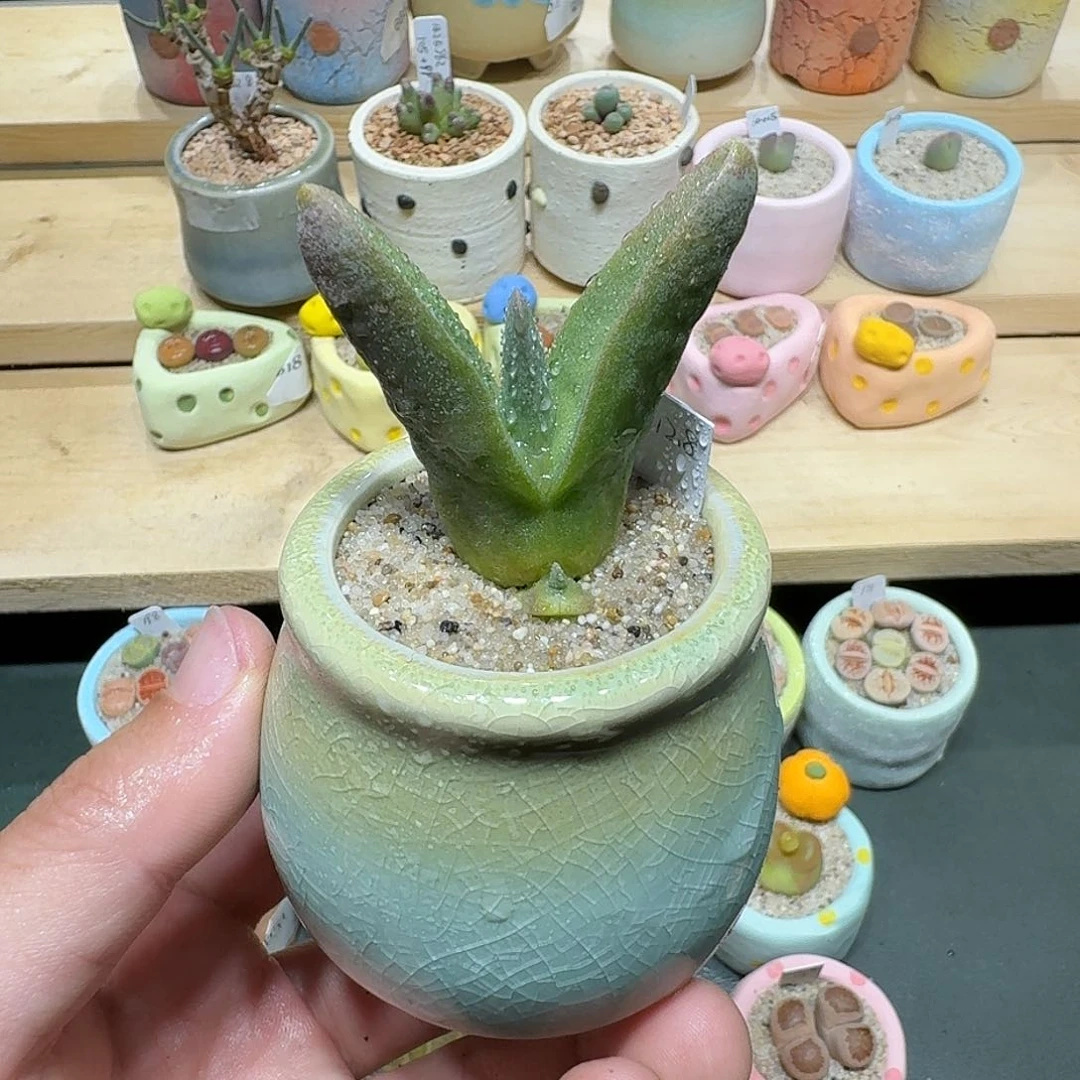 红陶蘑菇800怪奇鸟