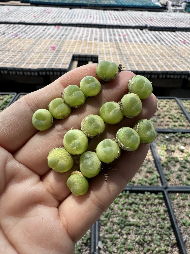 300多肉植物肉锥桃尻娘拉登一颗