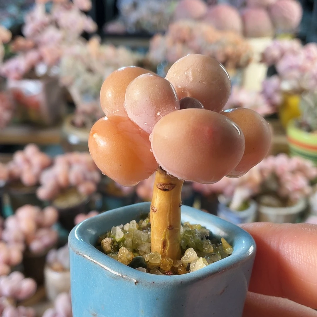 毛***毛多肉植物的生长发育和生长发育等