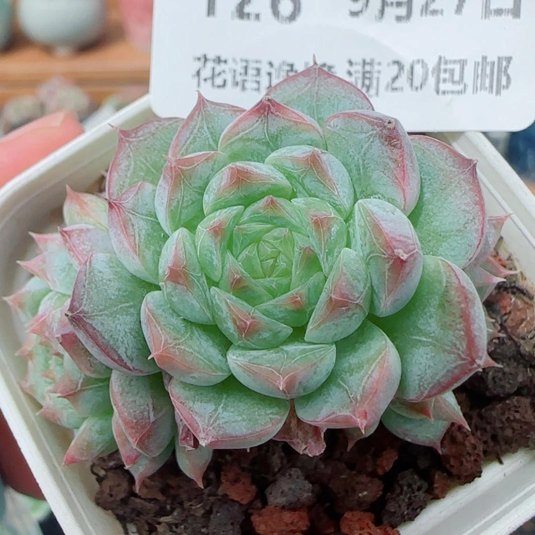 花语逸镜0927-126糖心