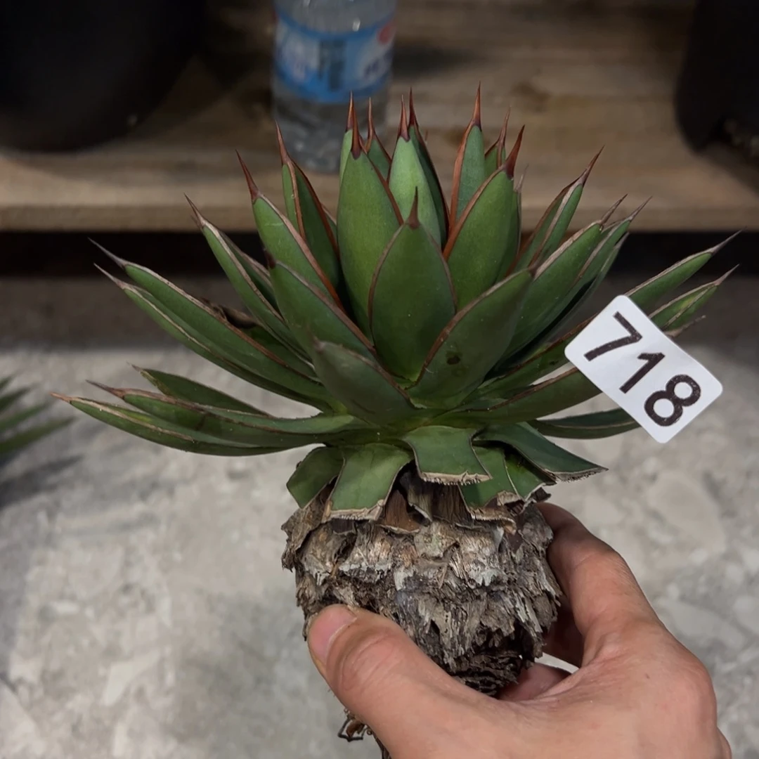 萱***睿718笼蕾老桩脱土发货