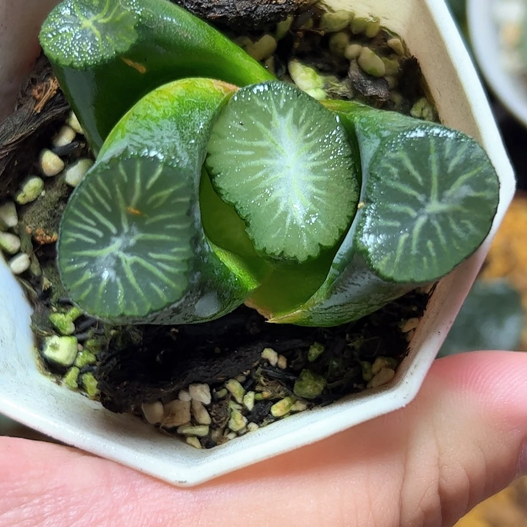 南阿星十二卷多肉植物