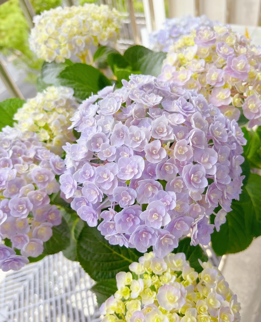【花宝】2加仑 粉紫色重瓣绣球多年露天老桩苗花苞原盆原土基地直发