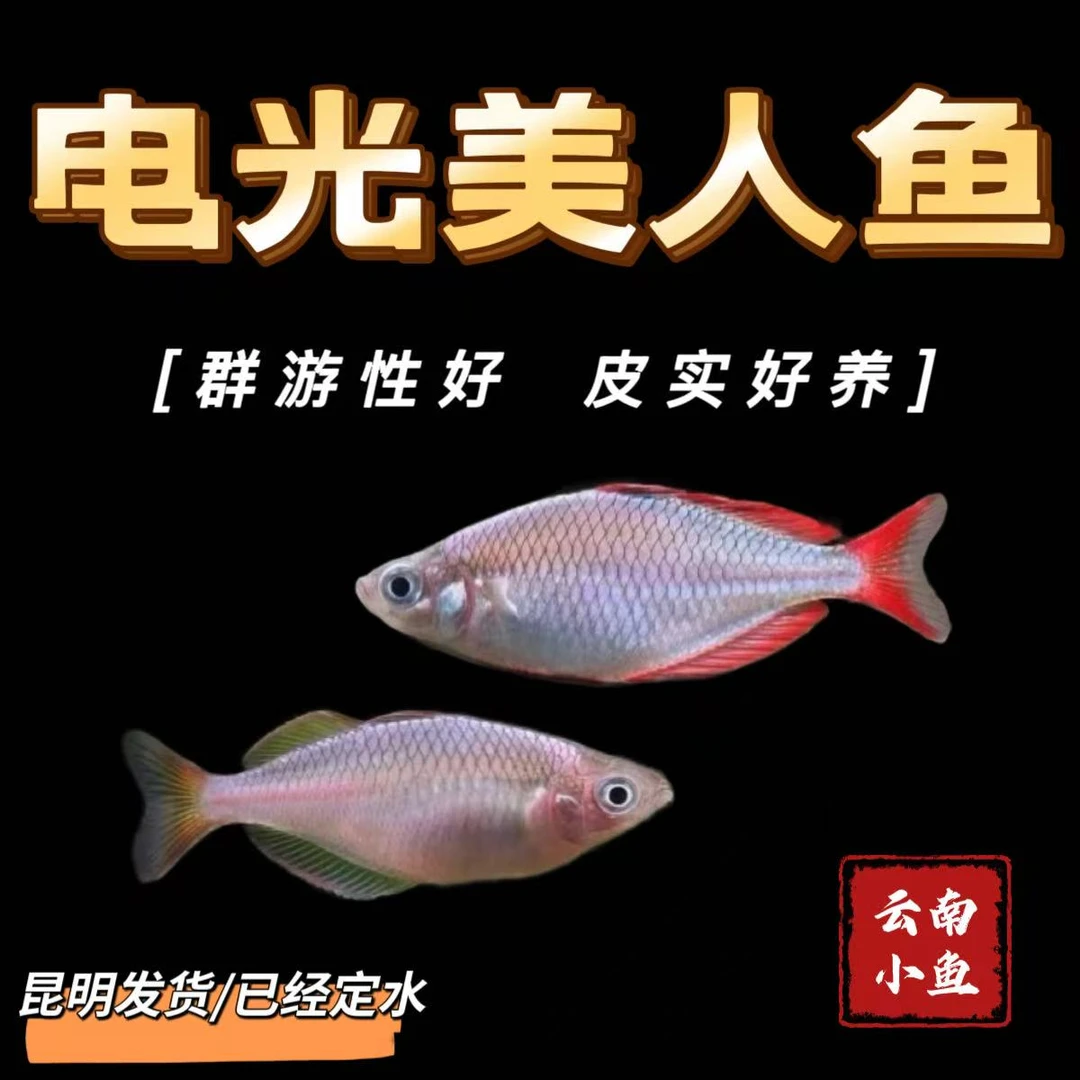 电光美人鱼群游互动效果突出性价比高适合各种缸体饲养