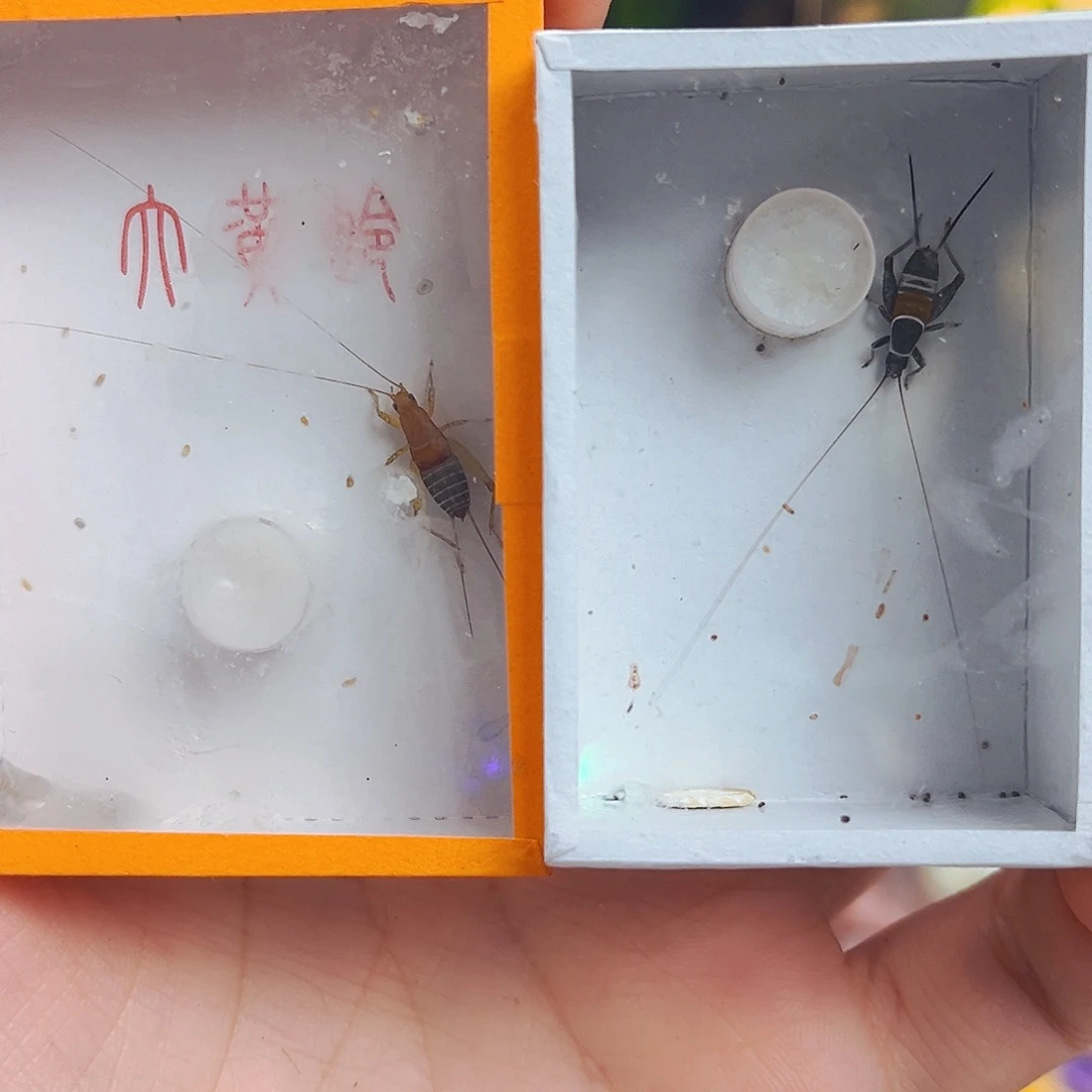 拍拍拍拍拍拍拍拍拍