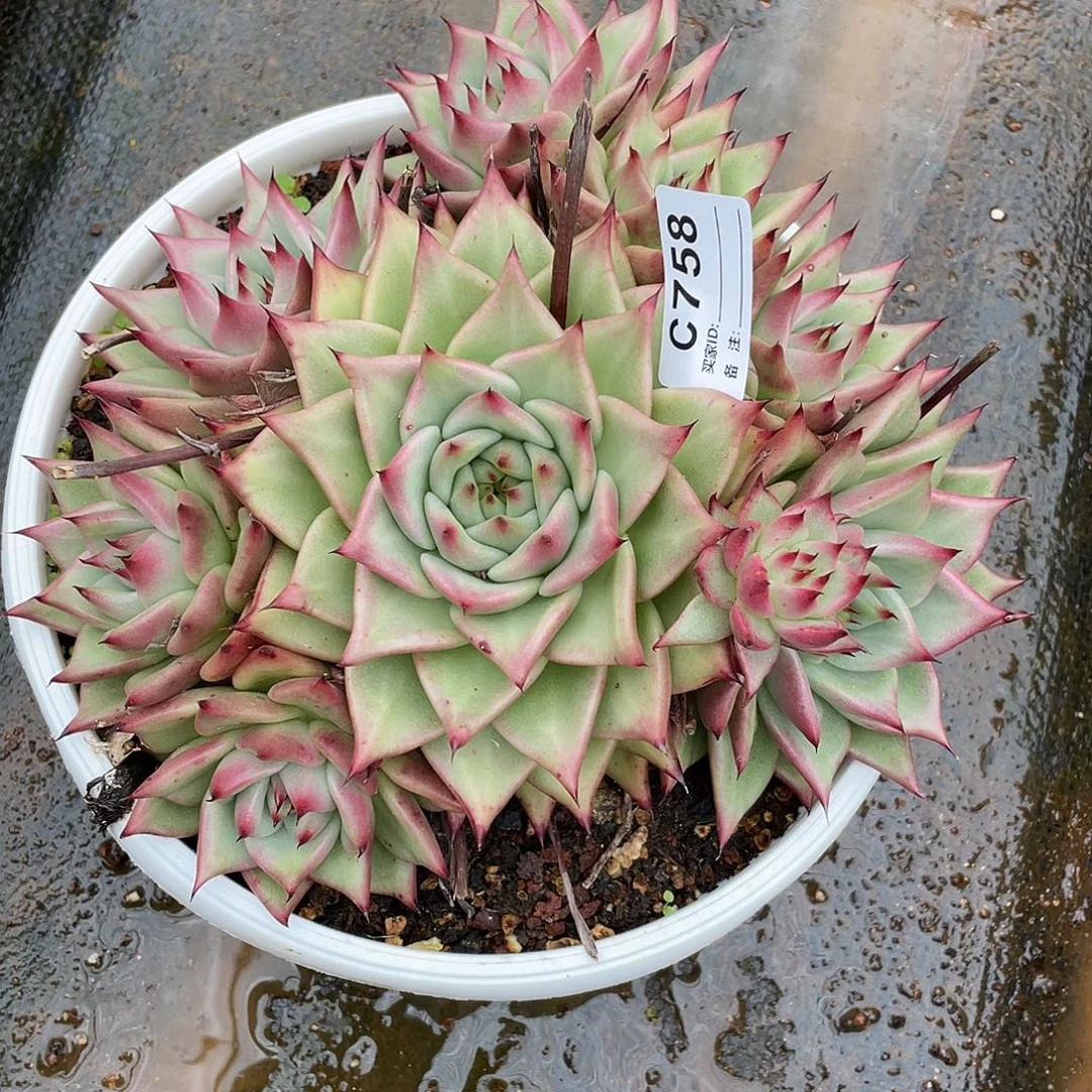 若茹东云单拍C758