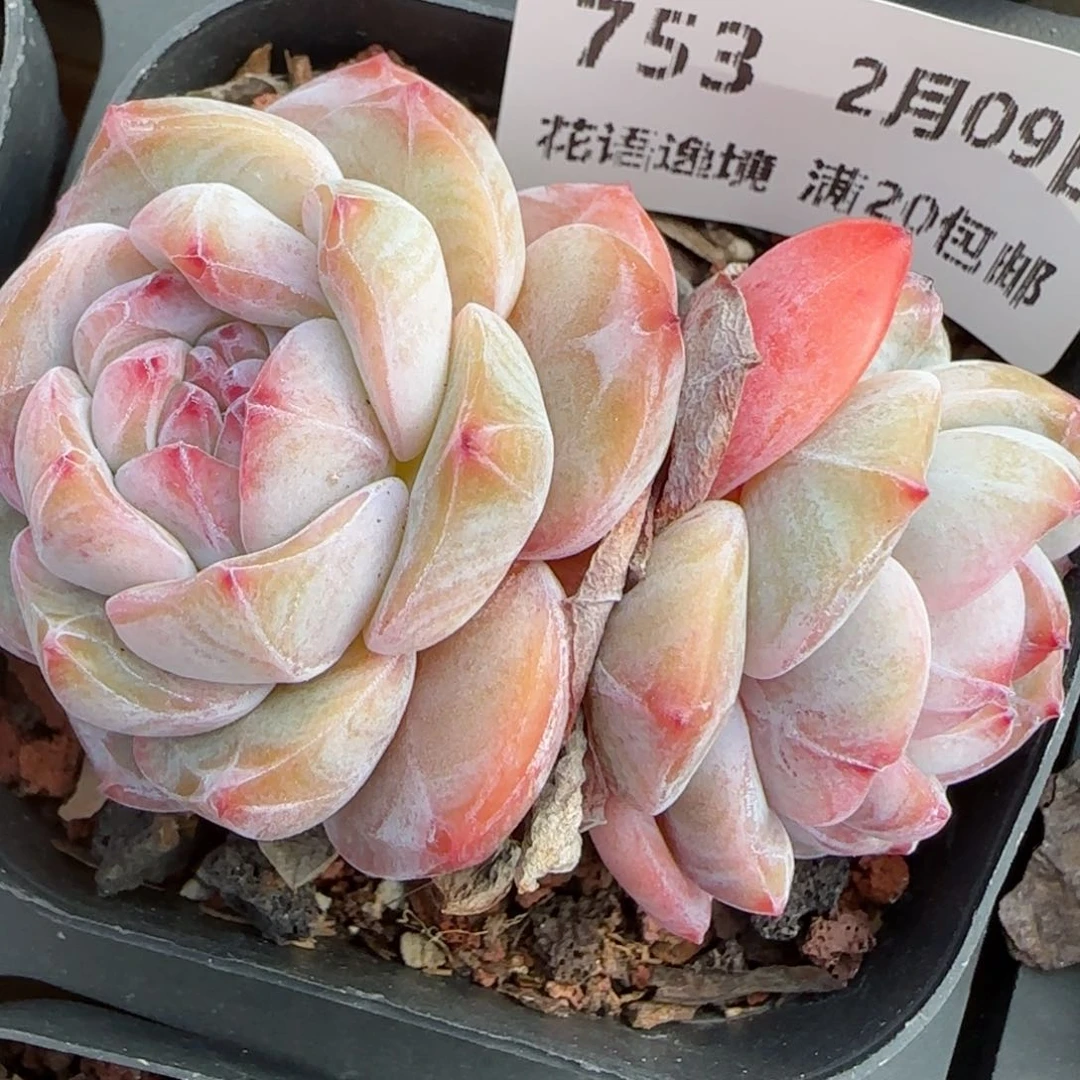 花语逸镜0209-753