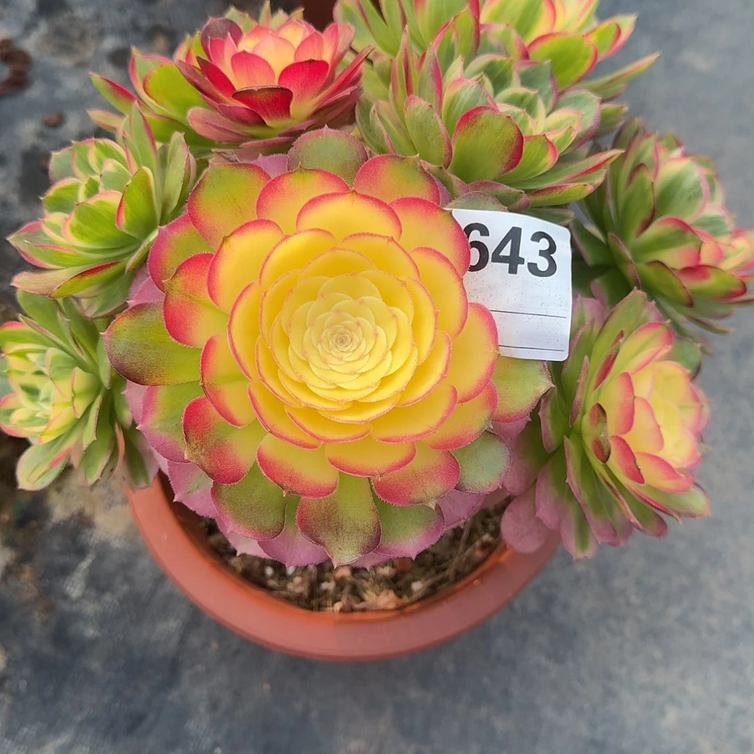 海仙多肉法师a643