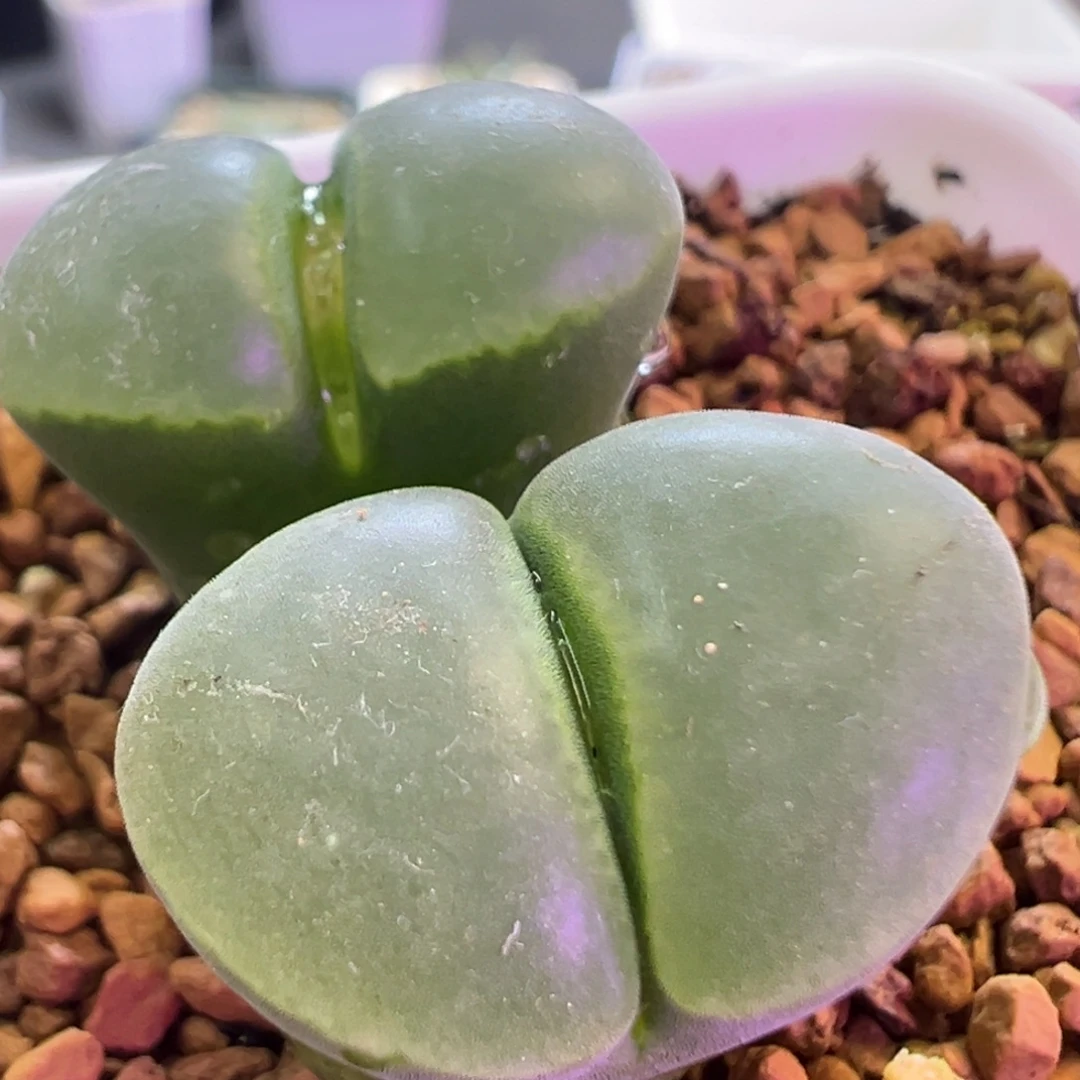 极窗2151风铃 肉锥植物