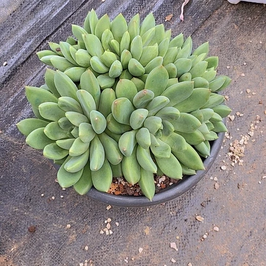 苏***S红象牙多肉植物大群