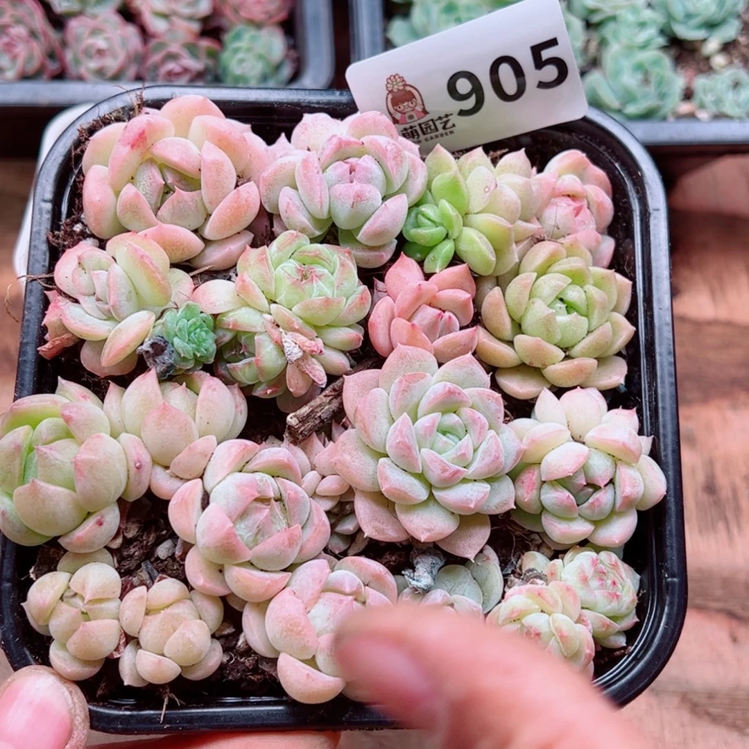 多肉植物多肉植物