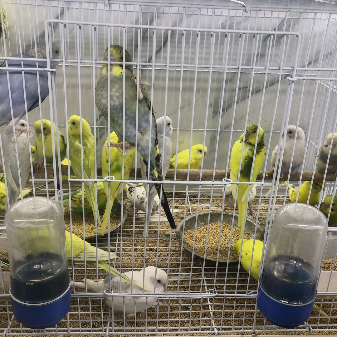 笼养云斑虎皮2/3个月可学说话适合家养