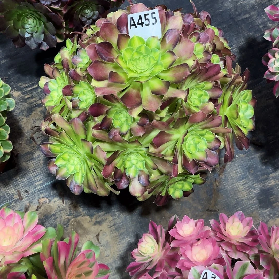 多肉植物韶华455多肉
