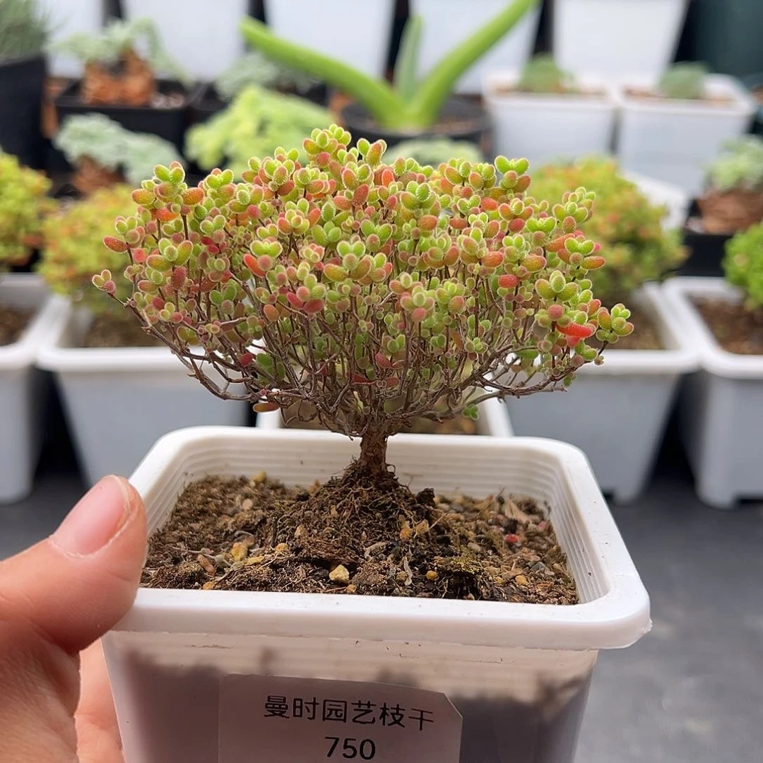 750号密橘糖球12.24多肉