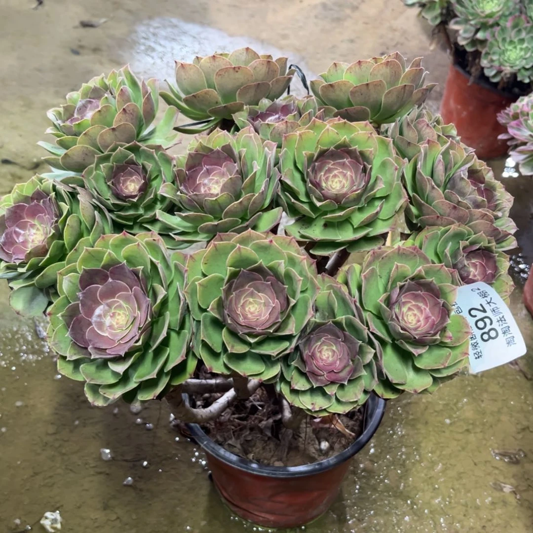 892万圣节多肉植物法师