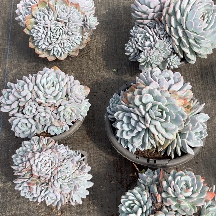 棠颂花卉一物一拍 橙子套红姐