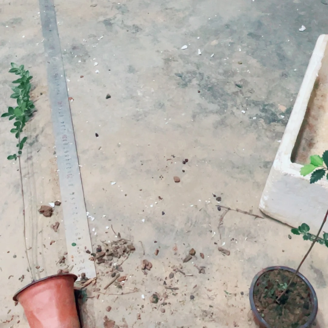 天***涯无花朵附石的传用苗了